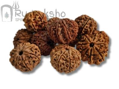 Rudraksha Nepal